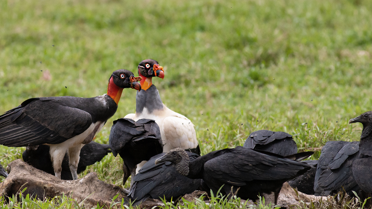 King Vulture